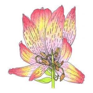 Catherine Scanlon Cling Mount Stamp - Lily AGC3-2848